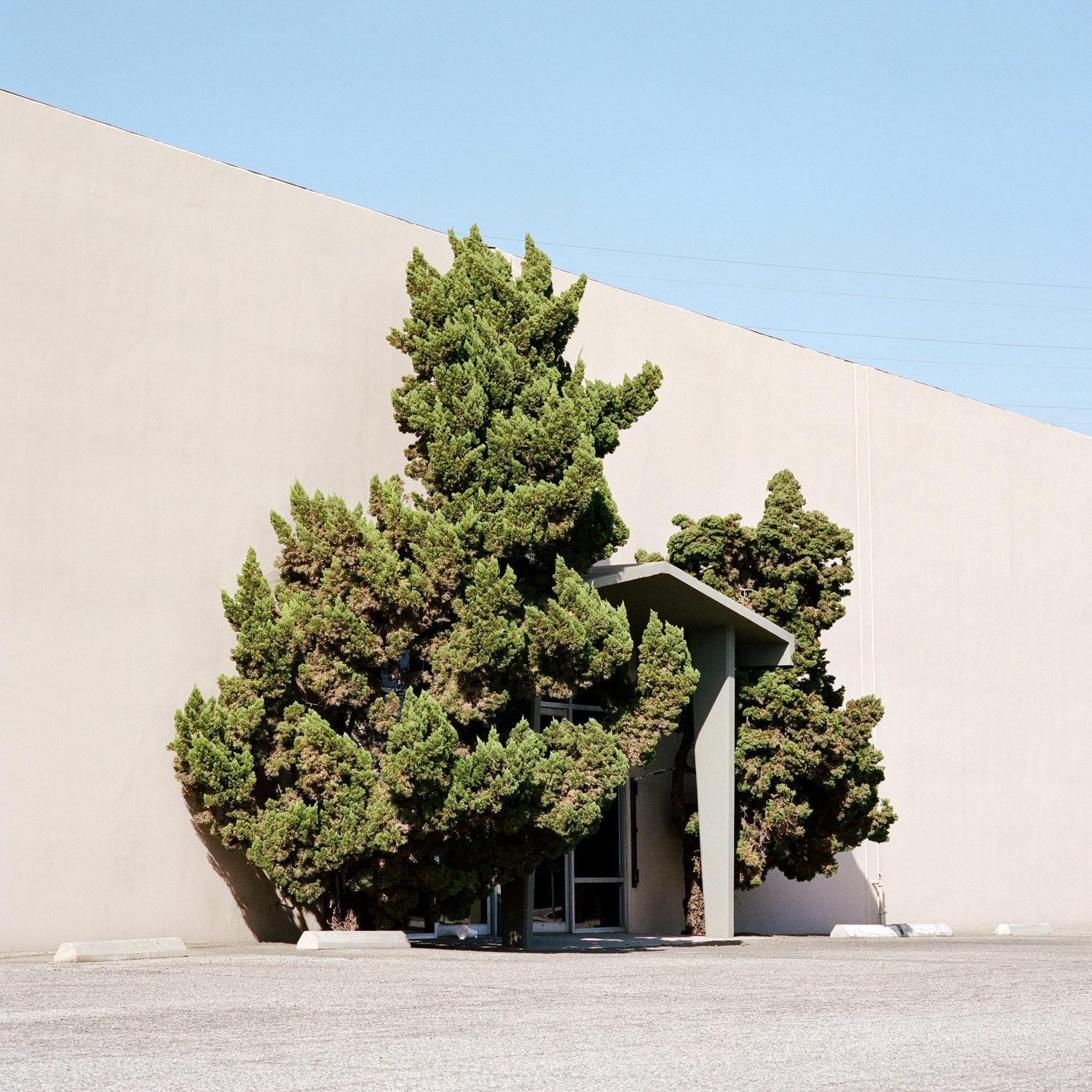A Tree Grows In, photograph 4 by Sinziana Velicescu