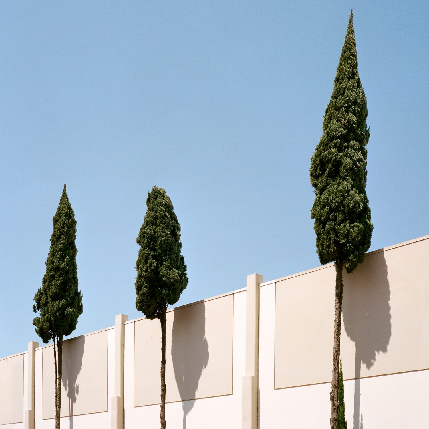A Tree Grows In, photograph 8 by Sinziana Velicescu