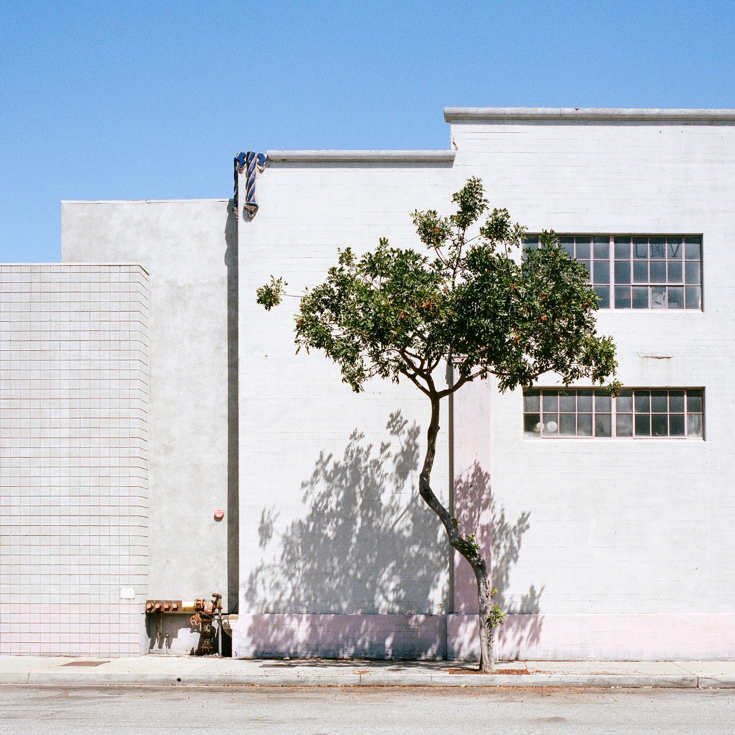 A Tree Grows In, photograph 10 by Sinziana Velicescu