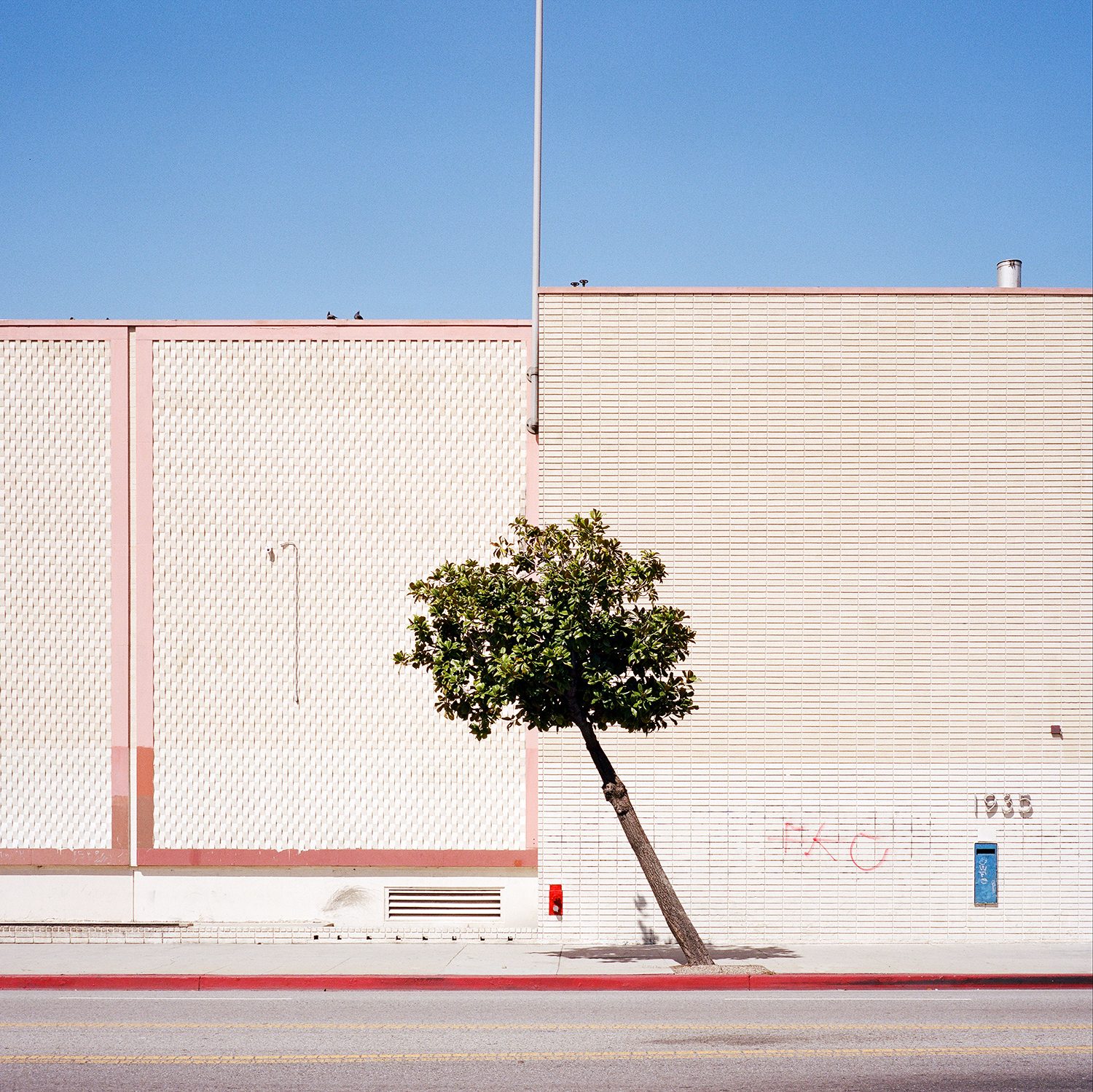 A Tree Grows In, photograph 11 by Sinziana Velicescu