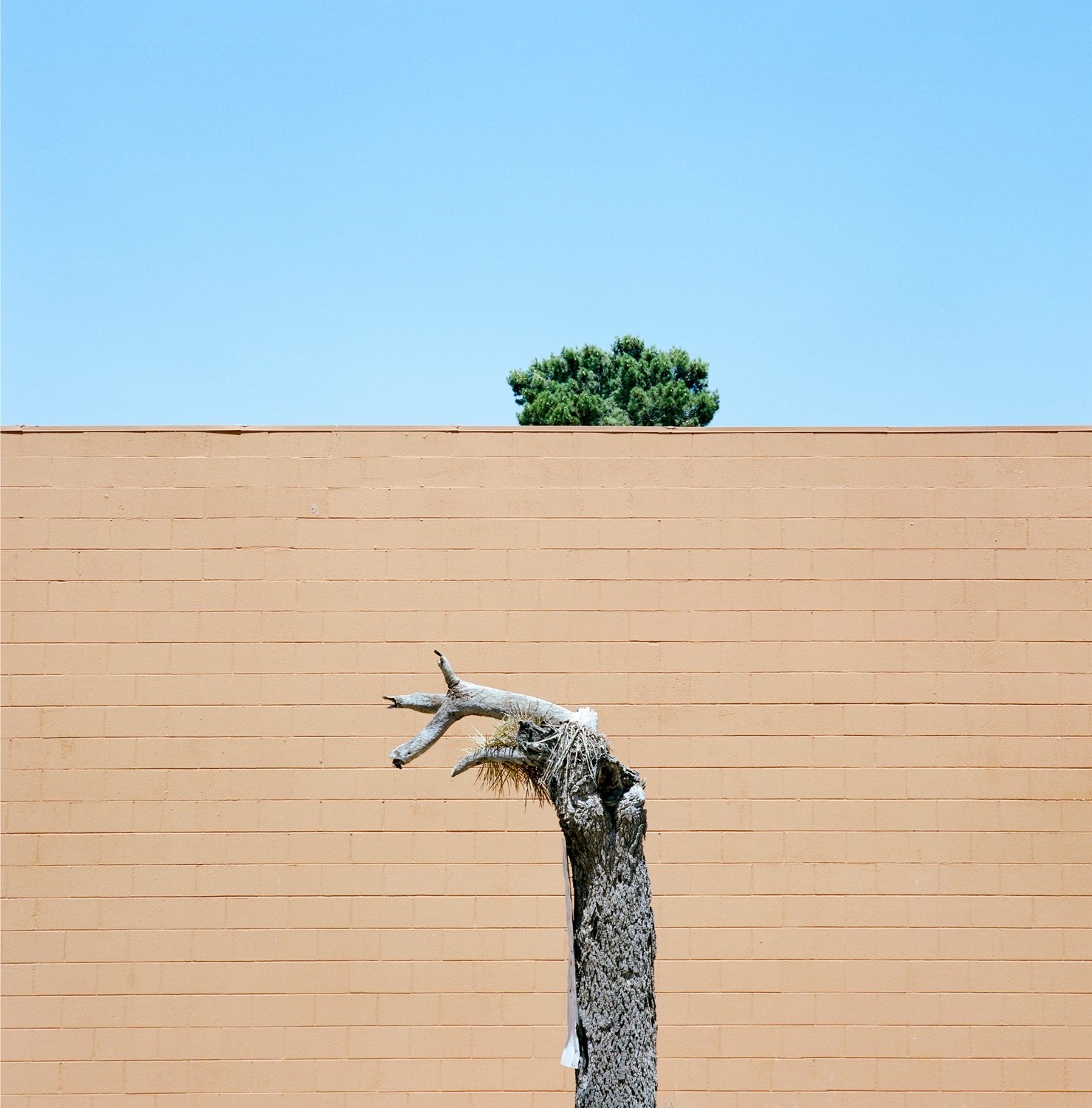 A Tree Grows In, photograph 13 by Sinziana Velicescu
