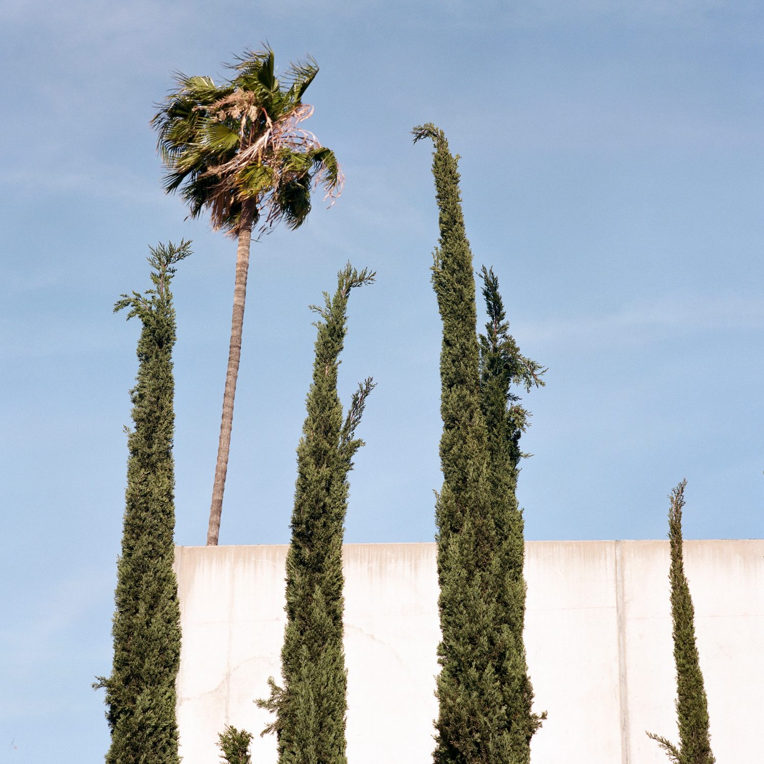 A Tree Grows In, photograph 14 by Sinziana Velicescu