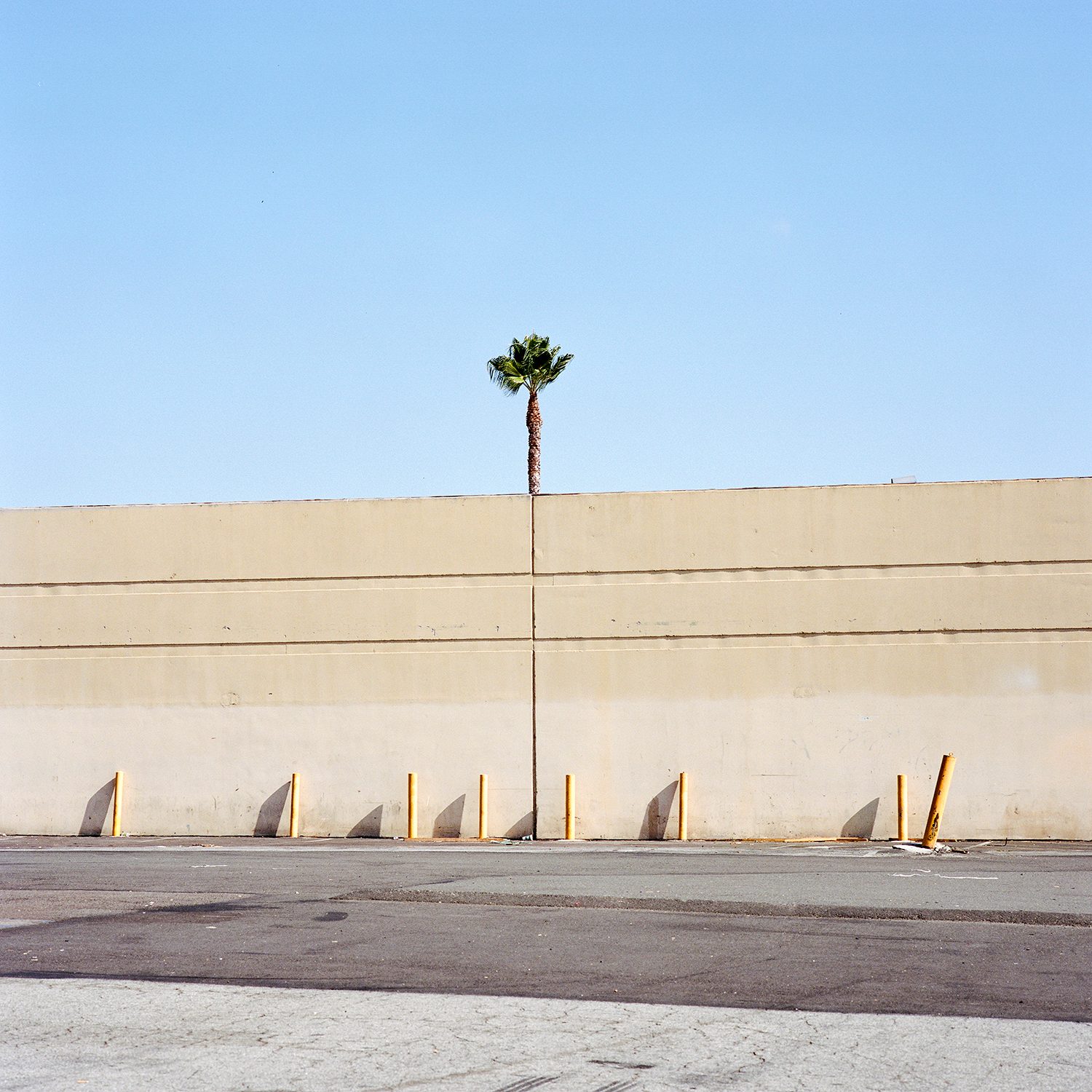 A Tree Grows In, photograph 17 by Sinziana Velicescu