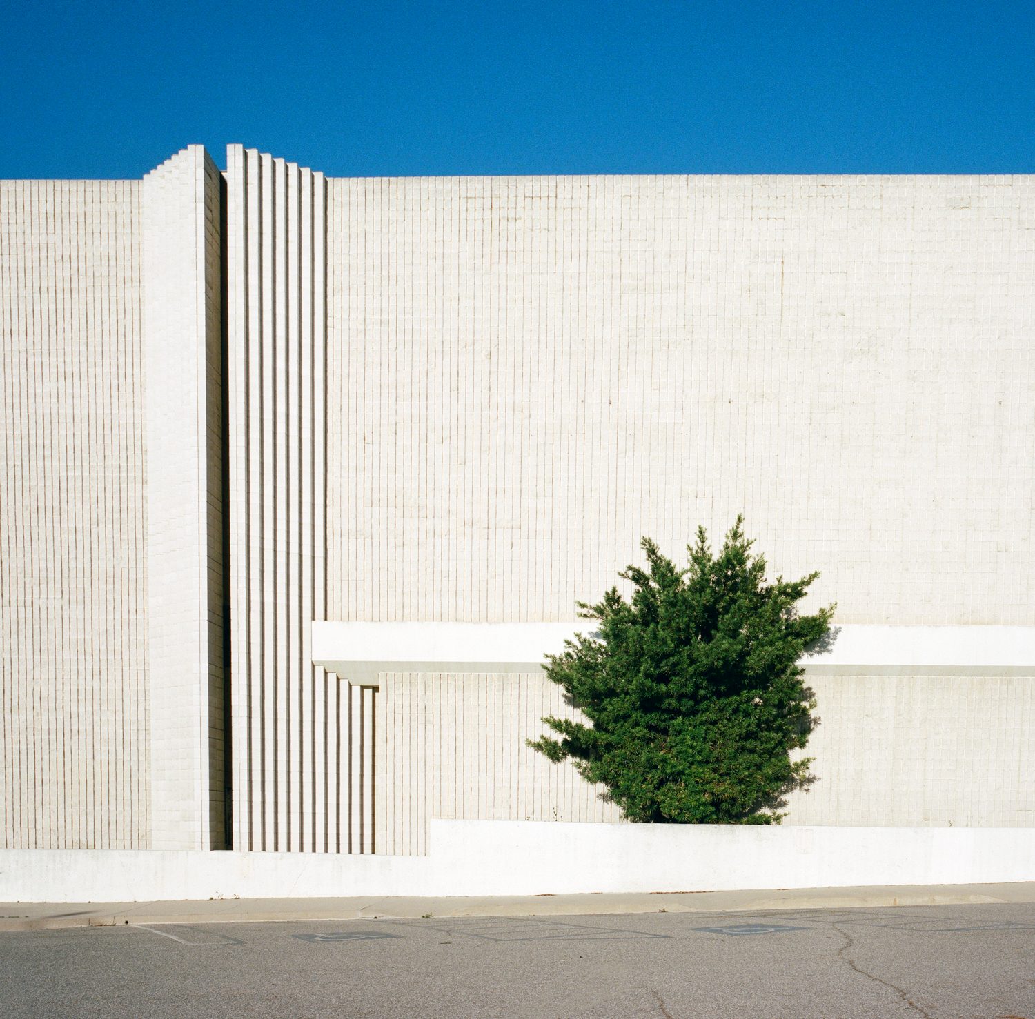 A Tree Grows In, photograph 21 by Sinziana Velicescu