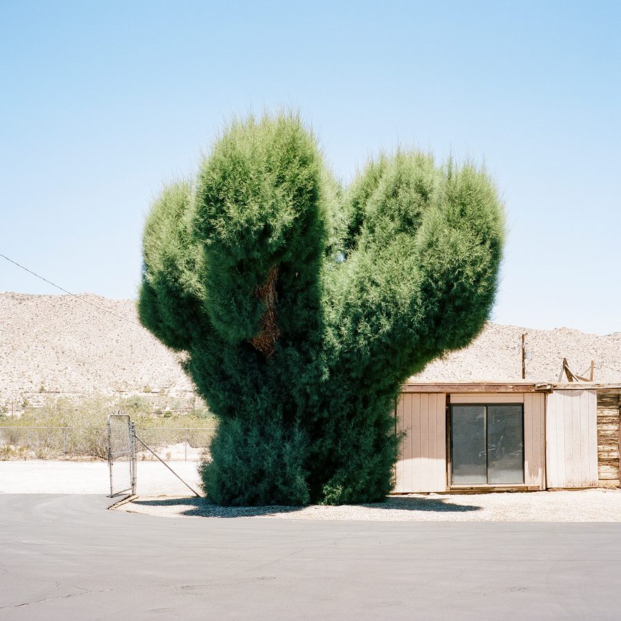 A Tree Grows In